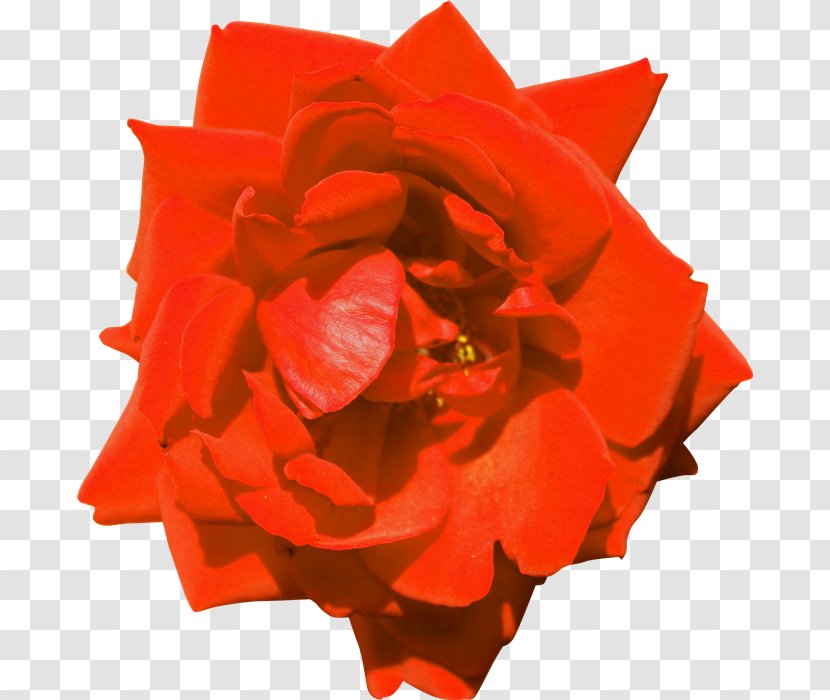 Garden Roses Floribunda Flower PhotoScape - Occupation Transparent PNG