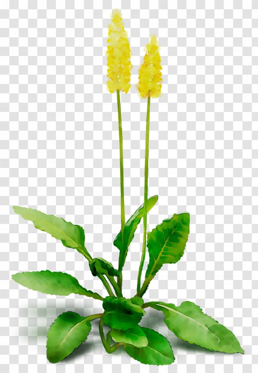 Dandelion Herbaceous Plant Stem Plants Transparent PNG