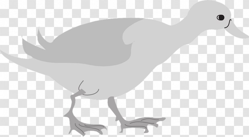 Duck Goose Cygnini Clip Art Bird - Feather Transparent PNG