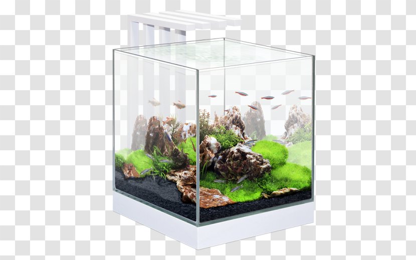 Siamese Fighting Fish Aquarium Lighting Goldfish Filters - Rolf C Hagen Group - Decor Transparent PNG