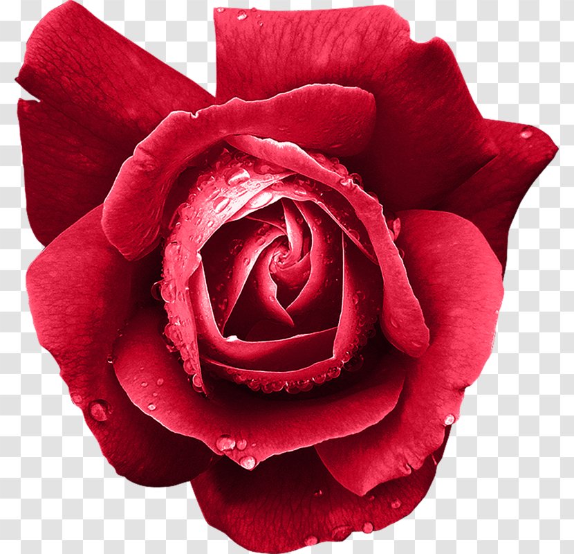 Garden Roses Cabbage Rose Floribunda Cut Flowers - Red - Plant Transparent PNG