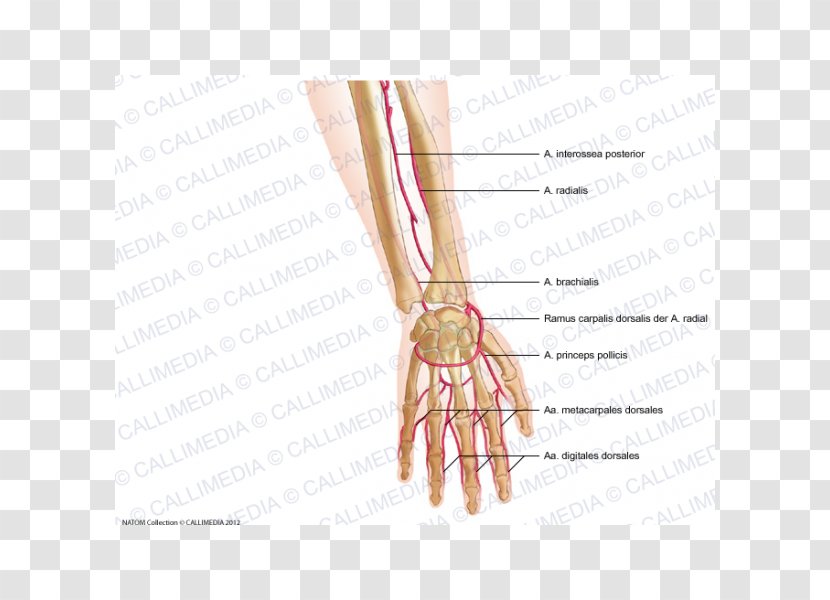 Thumb Radial Artery Nail Forearm - Watercolor Transparent PNG