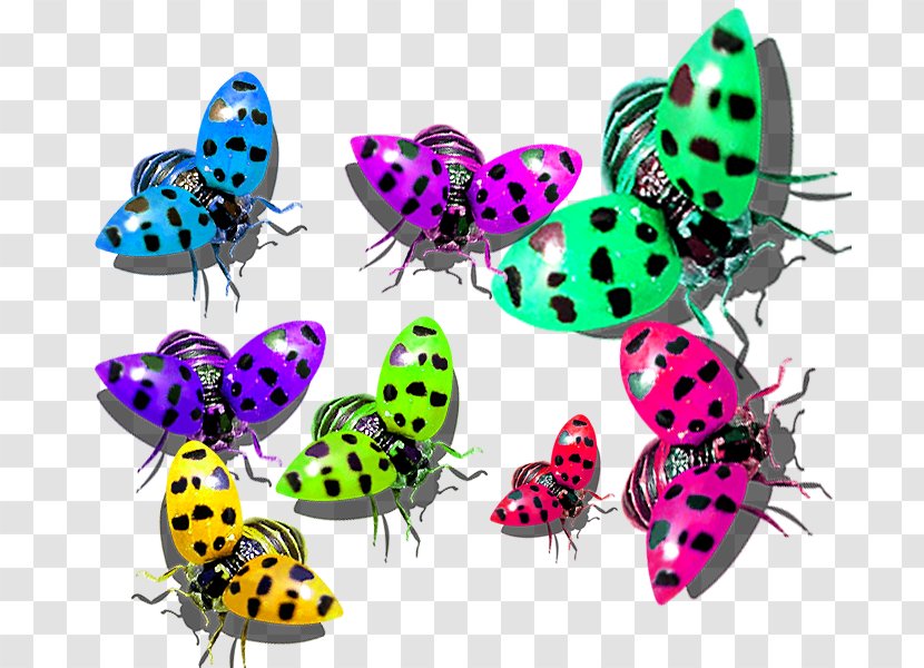 Butterfly Color - Insect - Multicolor Ladybug Transparent PNG
