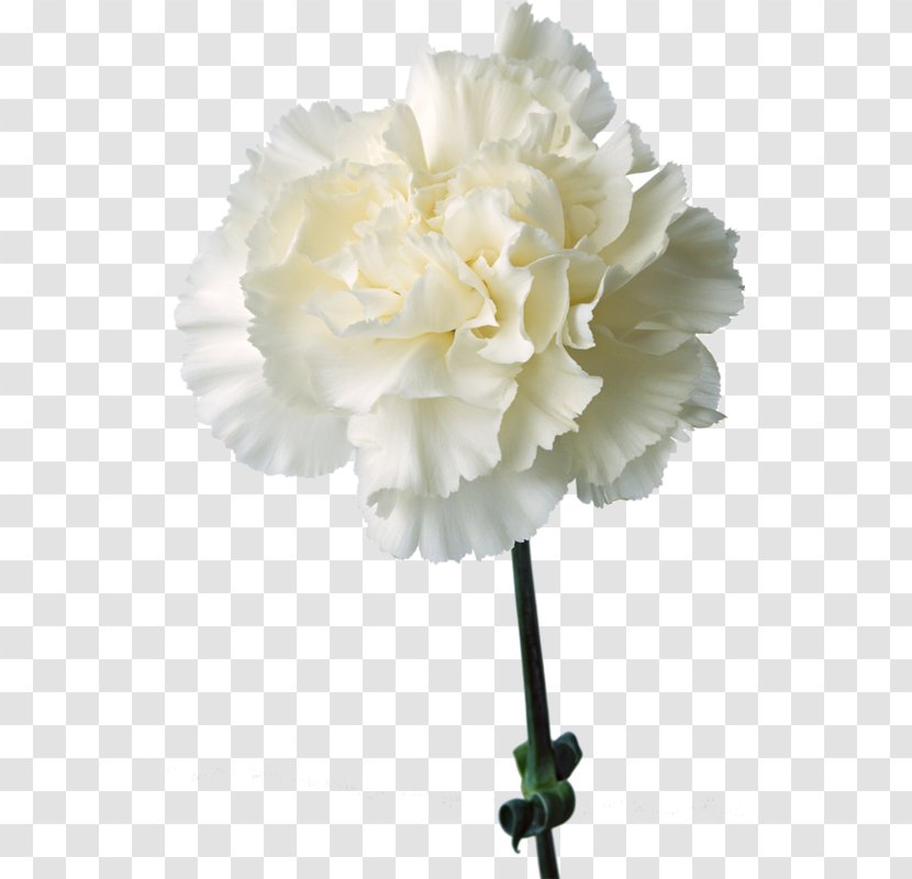 Carnation Birth Flower Cut Flowers White - Petal Transparent PNG