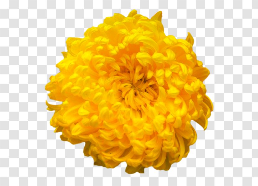 Chrysanthemum Color Clip Art - Calendula - Flowers Transparent PNG