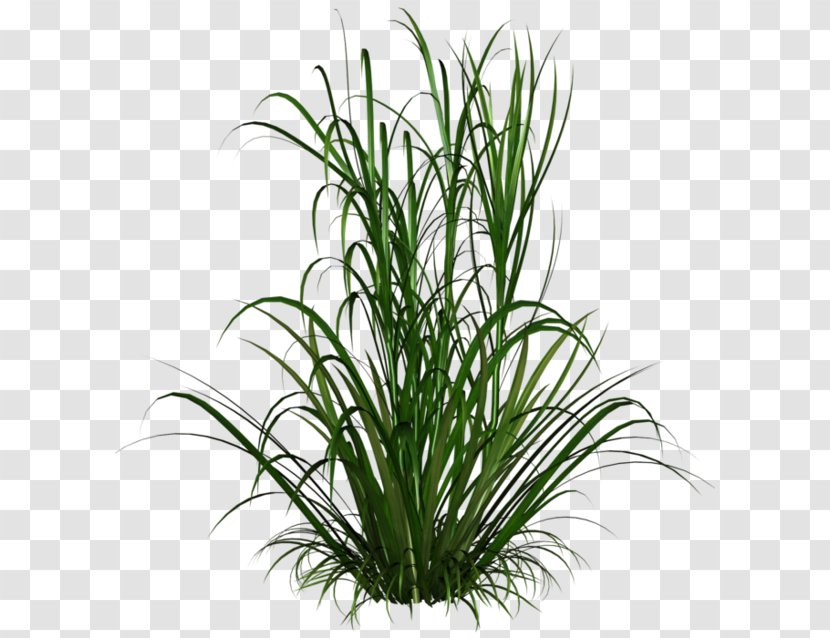 Ornamental Grass Clip Art Grasses Plant - Houseplant - Tracelium Faux Transparent PNG