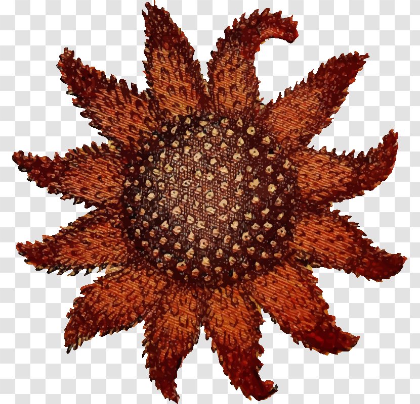 Starfish Drawing Sunflower Sea Star Transparent PNG