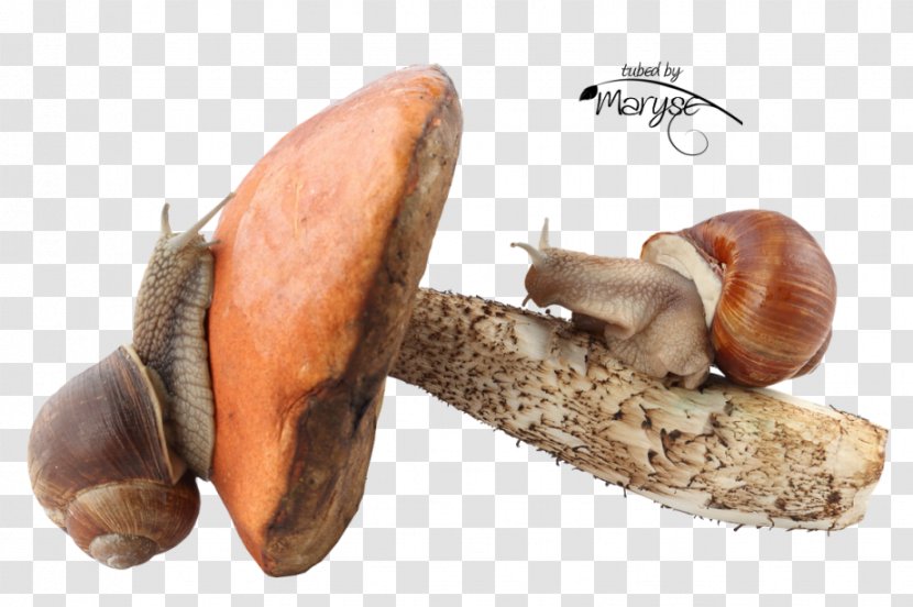 Pond Snails Fungus Gastropods Land Snail - Gastropod Shell Transparent PNG