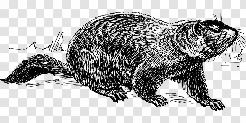 Punxsutawney Phil The Groundhog Day - Terrestrial Animal - Flying Wild Hog Transparent PNG