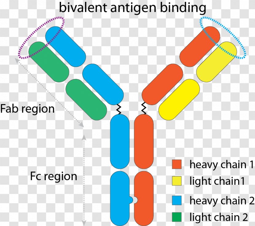 Elotuzumab Lenalidomide Monoclonal Antibody Pharmaceutical Drug - Technology - Text Transparent PNG