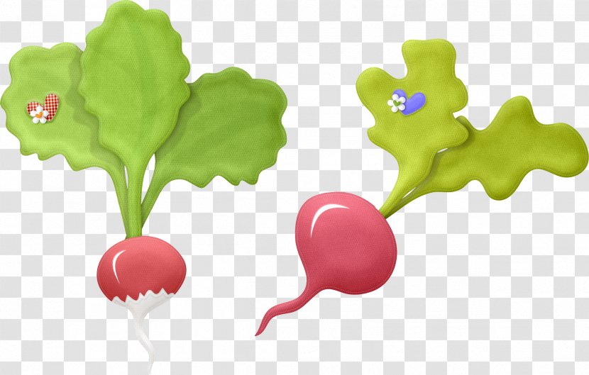 Garden Radish Clip Art Vegetable Drawing - Chard - Green Hay Transparent PNG