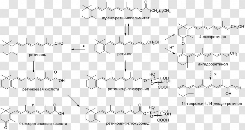 Vitamin A Carotene Retinol E - Frame - Cholesterol Transparent PNG