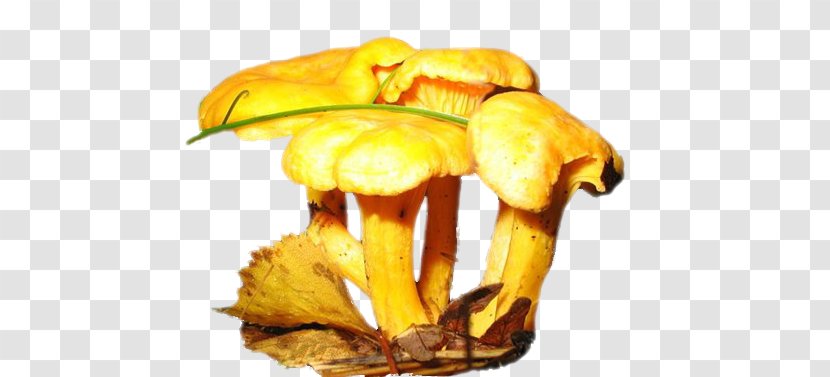 Edible Mushroom Fungus Xerocomus Yellow - Ingredient Transparent PNG