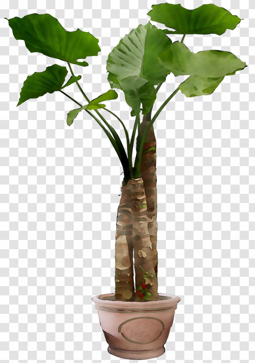 Leaf Plants Plant Stem Branch Tree - Maidenhair Transparent PNG