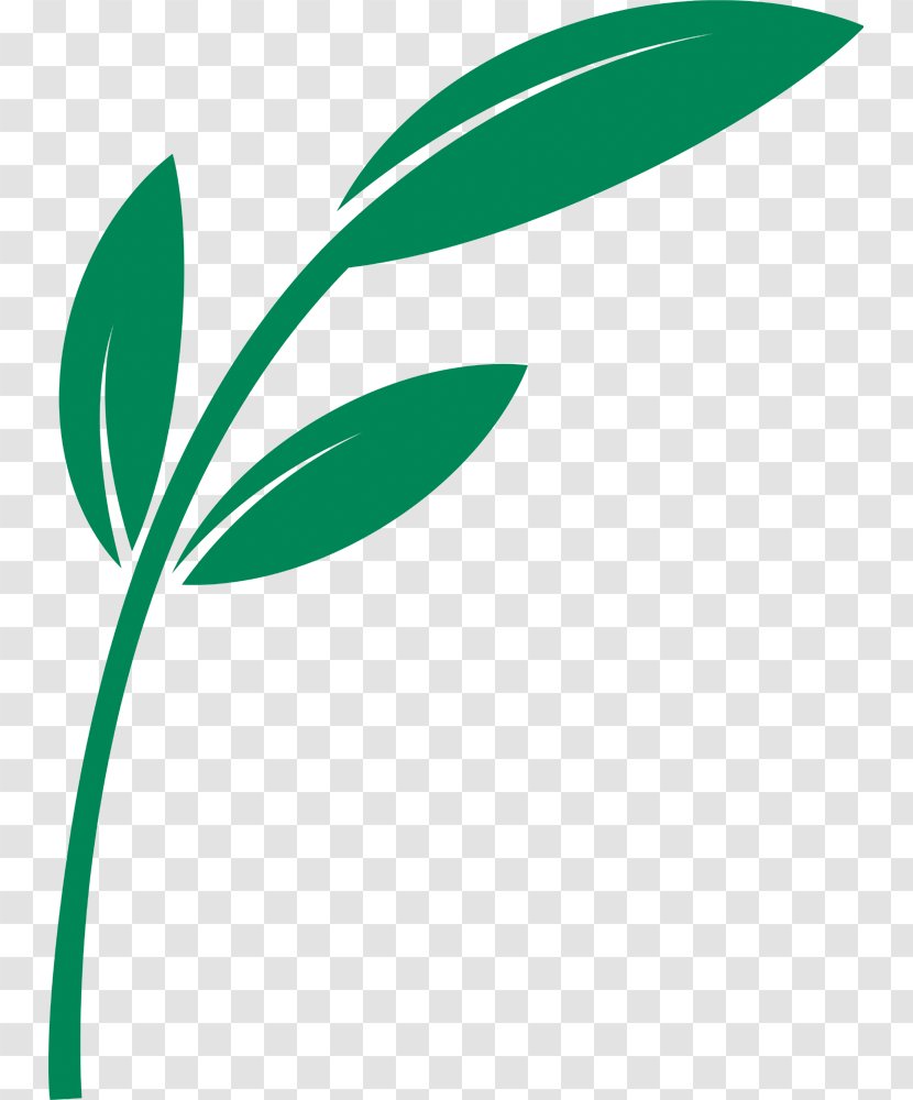 Leaf Clip Art Plant Stem Line Logo - Tanken Transparent PNG