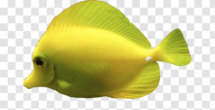 Deep Sea Creature Jellyfish Yellow Tang Aquatic Animal - Fauna - Fish Transparent PNG