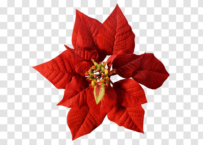 Poinsettia Flower Christmas Red Color - Reflexion Transparent PNG