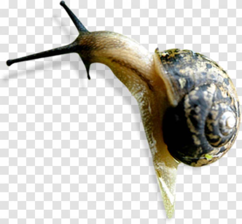 Snail Orthogastropoda Caracol Insect - Antenna - Snails Transparent PNG