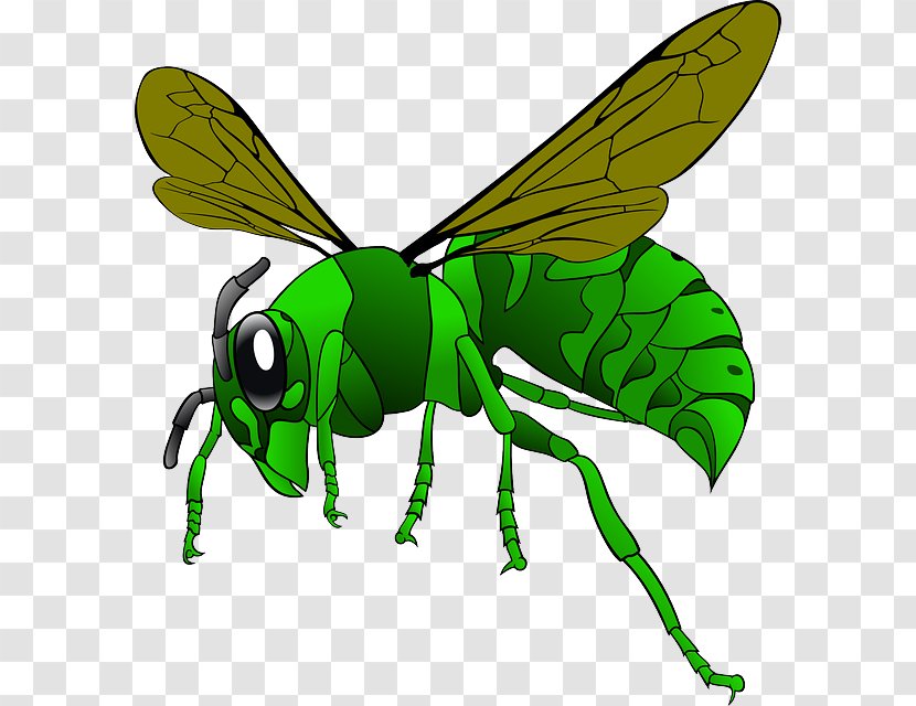Green Hornet Bee Clip Art - Royaltyfree Transparent PNG
