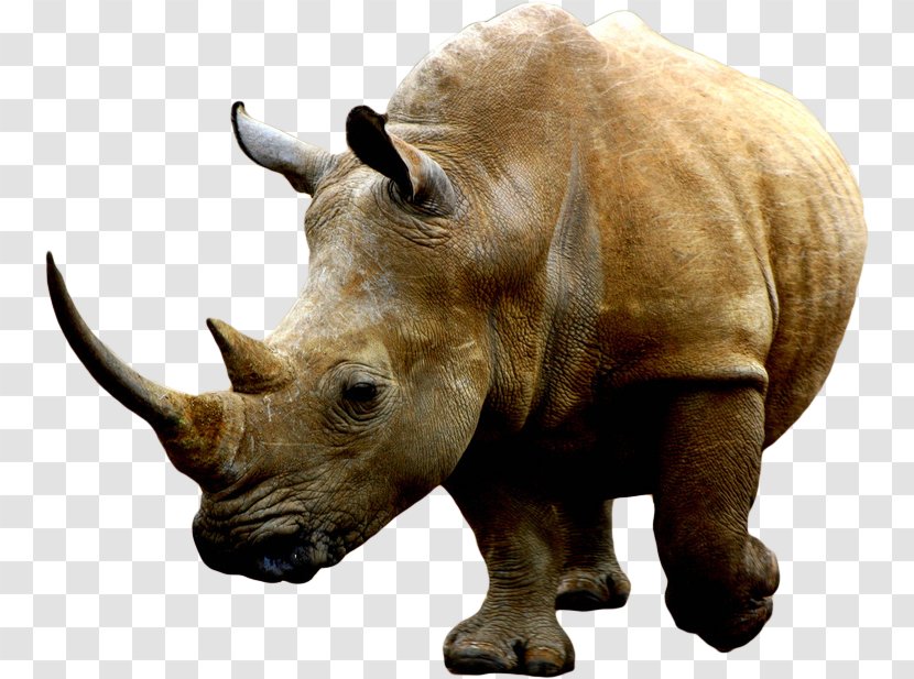 White Rhinoceros Rhino! Clip Art - Lossless Compression - Los Animales Transparent PNG