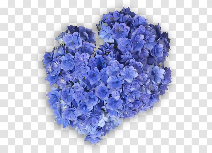 Hydrangea Cut Flowers Ornamental Plant Lavender Violet - Hortensia Transparent PNG