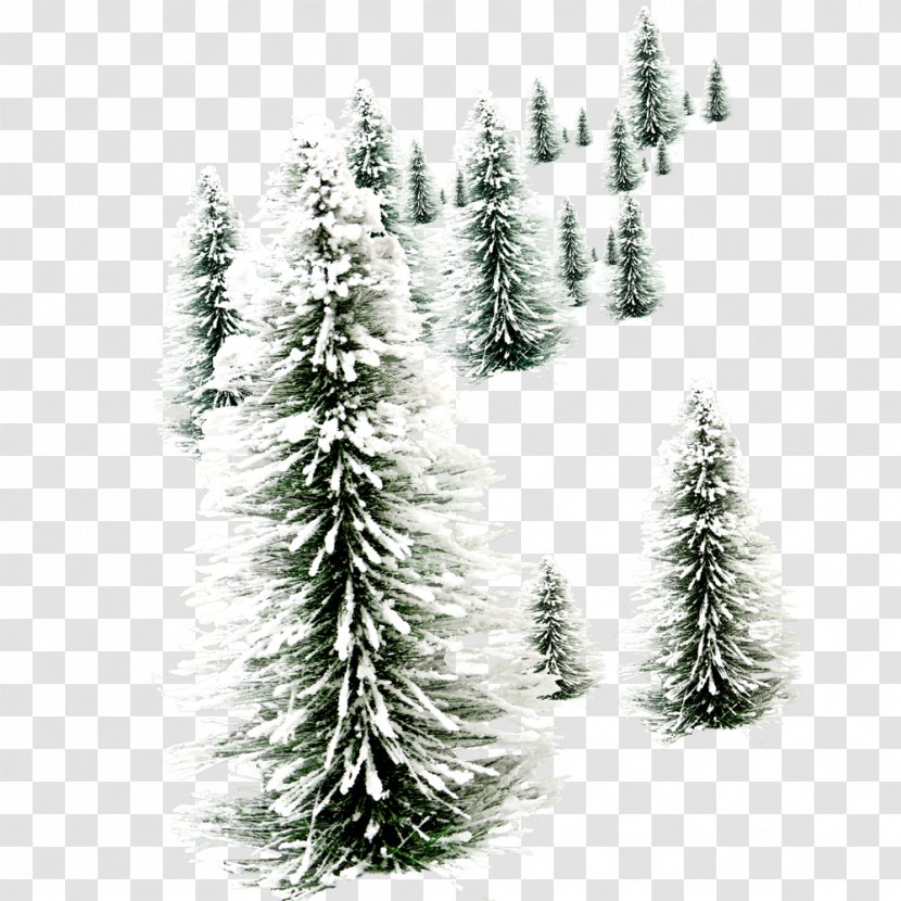 Santa Claus Christmas New Year's Day Wish - Spruce - Tree Transparent PNG