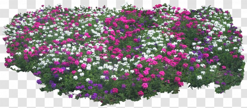 Shrub Plant Flower Tree Garden - Annual - Lace Boarder Transparent PNG