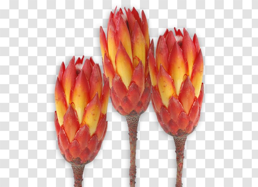 Sugarbushes Protea Repens Grandiceps Trockenblume Red Transparent PNG