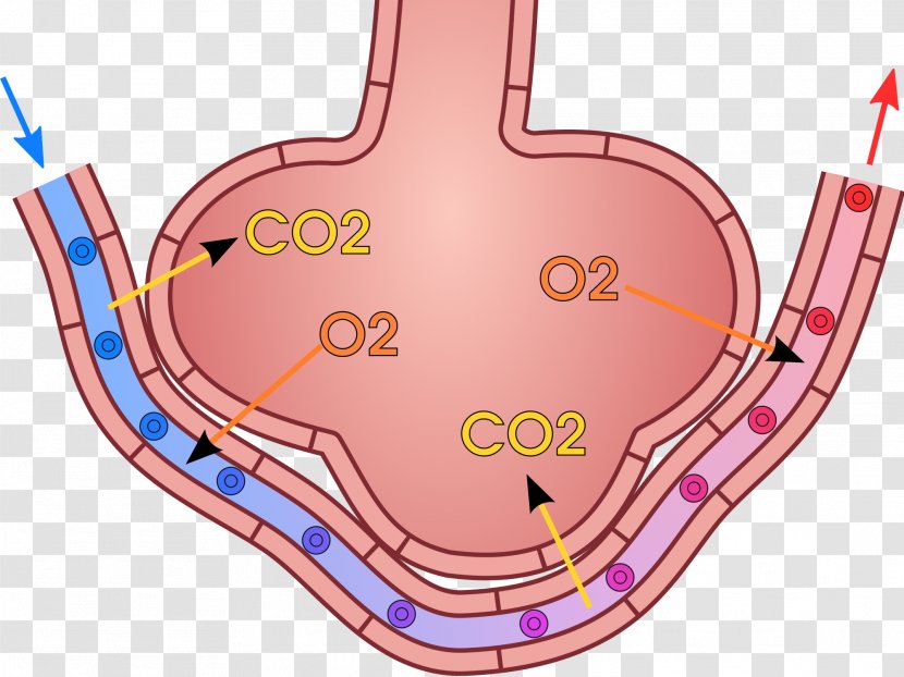 Organism Gas Exchange Pulmonary Alveolus Lung Breathing - Frame - Blood Transparent PNG