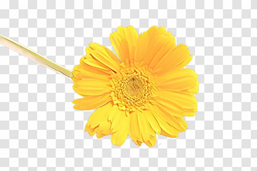 Yellow Gerbera Barberton Daisy Flower English Marigold - Dandelion Family Transparent PNG