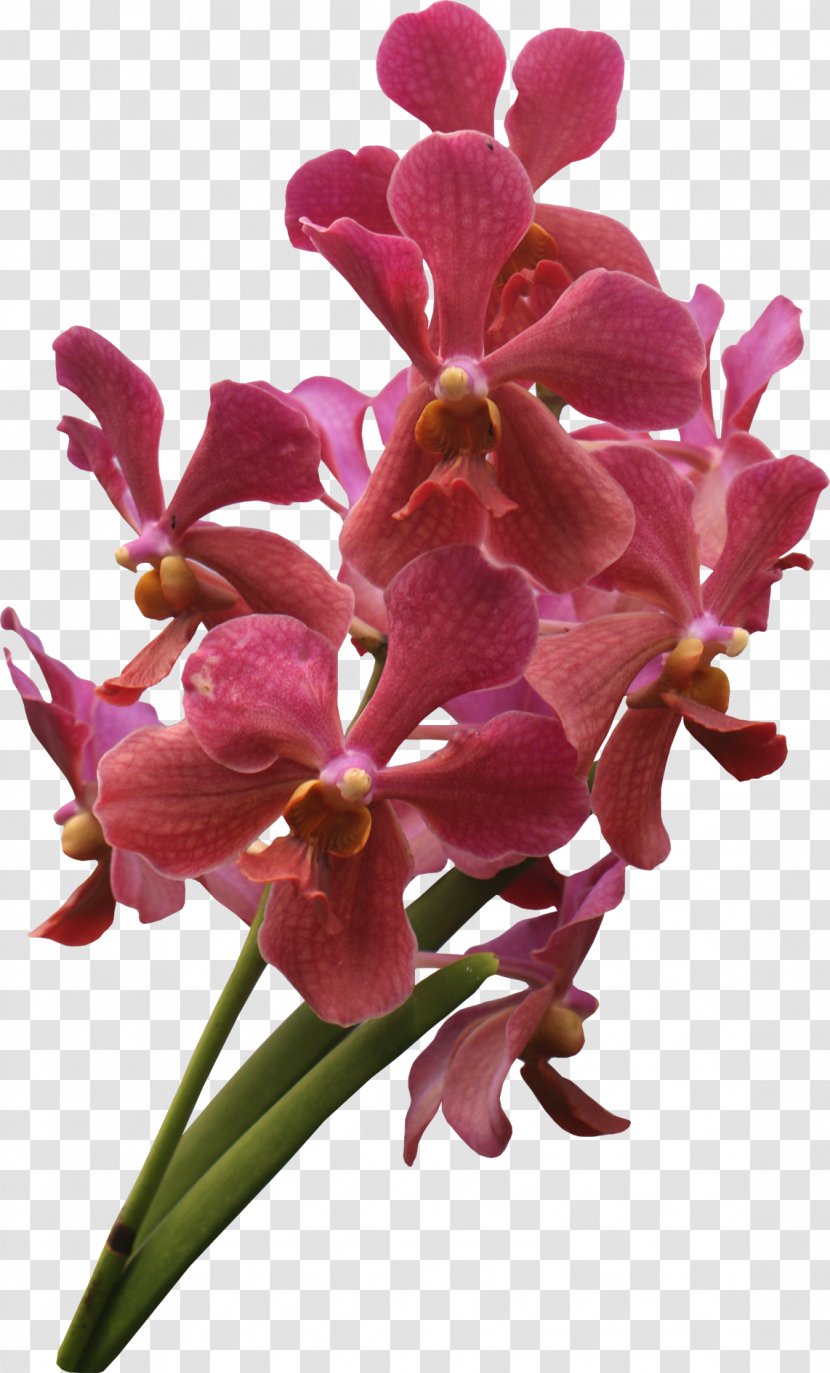 Flowering Plant Orchid Magenta - Flora Transparent PNG