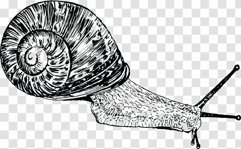 Snail Gastropods Gastropod Shell Seashell Clip Art - Invertebrate - Insect Transparent PNG