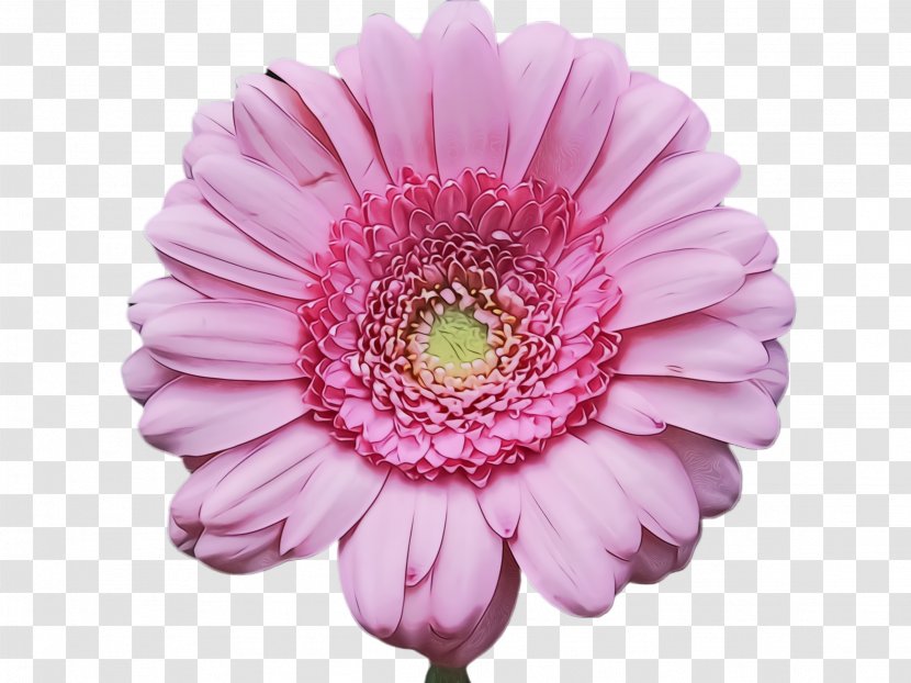 Flower Flowering Plant Barberton Daisy Gerbera Petal - Wet Ink - Family Cut Flowers Transparent PNG