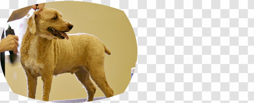 Dog Breed Puppy Sporting Group Snout Transparent PNG