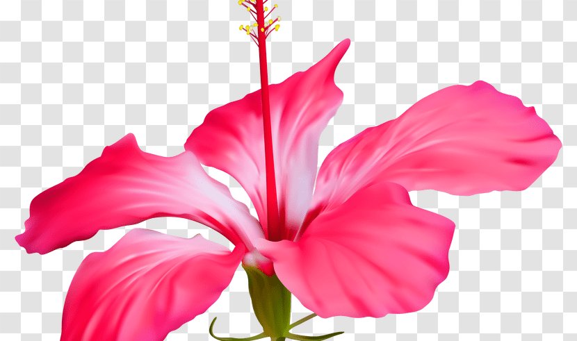 Flower Shoeblackplant Clip Art - Hibiscus - Red Transparent PNG