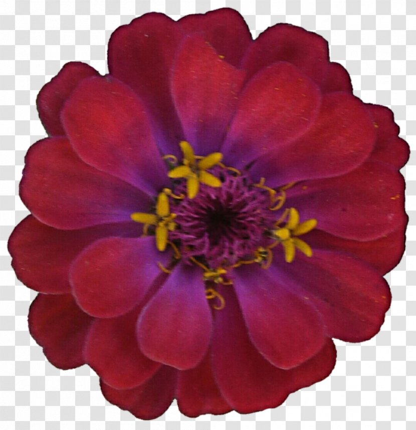 Zinnia Flower Color Dahlia Clip Art - Royaltyfree Transparent PNG