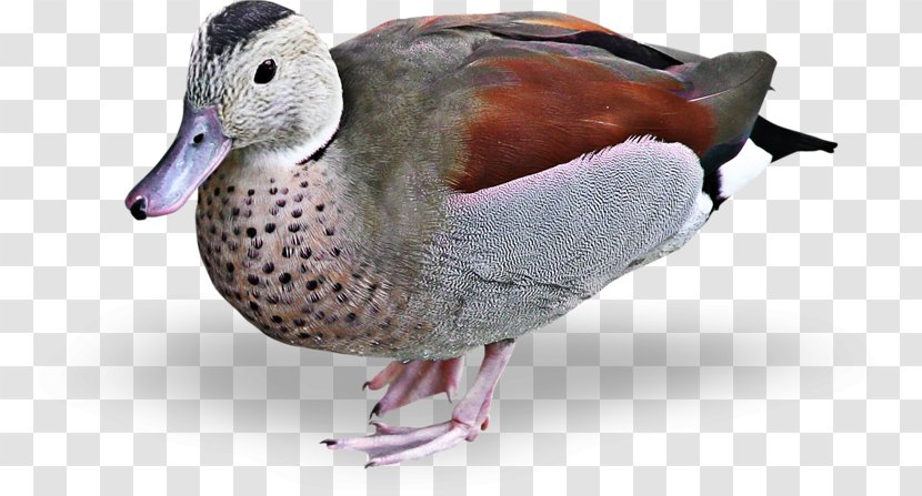 Mallard Duck Goose Bird Clip Art - Water Transparent PNG