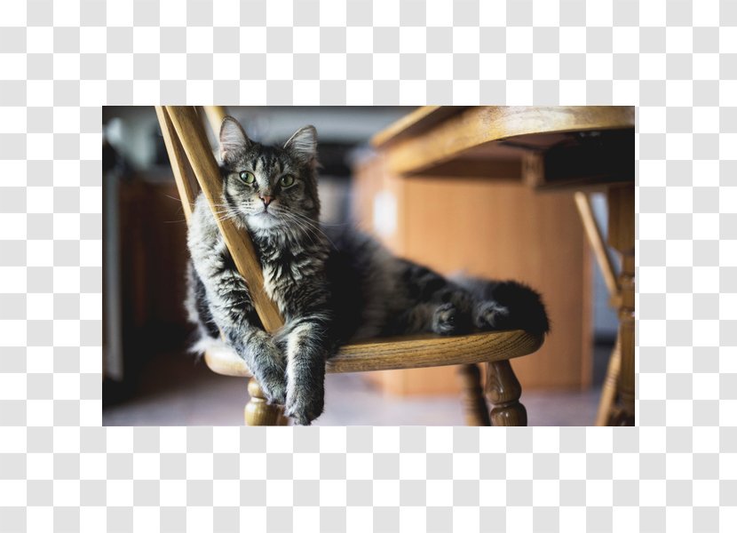 Cat Kitten Dog Pet Veterinarian - Food Transparent PNG