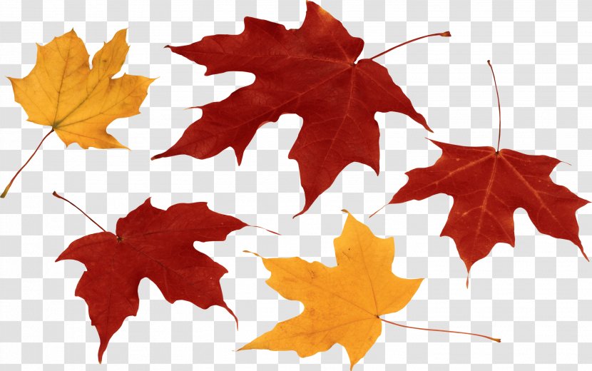 Autumn Leaf Color Clip Art Transparent PNG