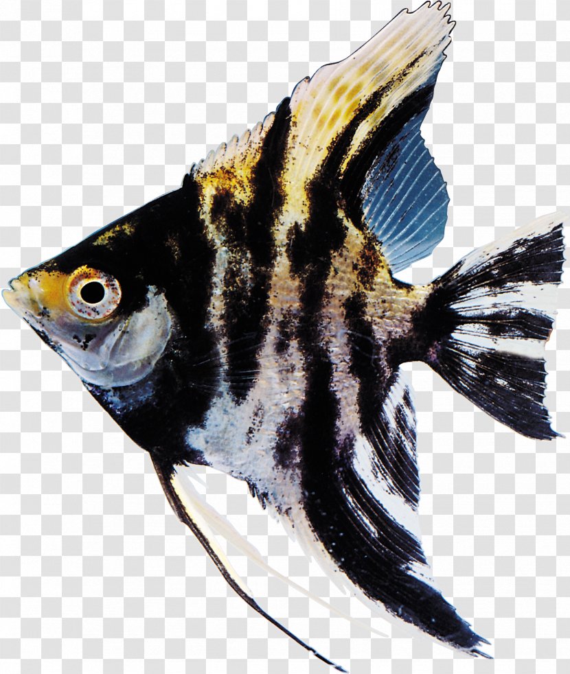 Fishes Of The World It Sticks Pet-friendly Crown Park Itami Shop Clip Art - Fauna - Fish Transparent PNG