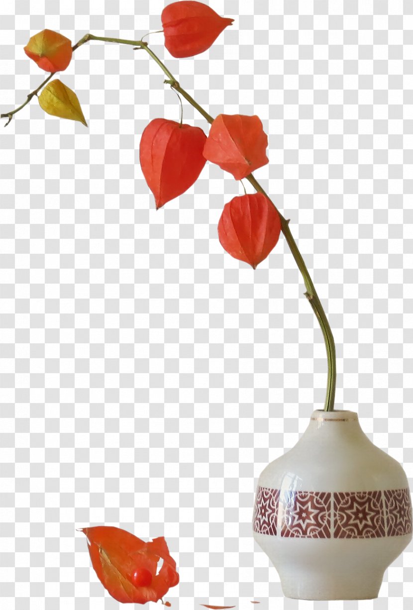 Chinese Lantern Flower Bouquet Plant - Petal - Dragon Fruit Transparent PNG
