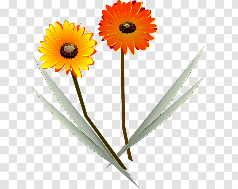 Gerbera Daisy Marguerite Transparent PNG