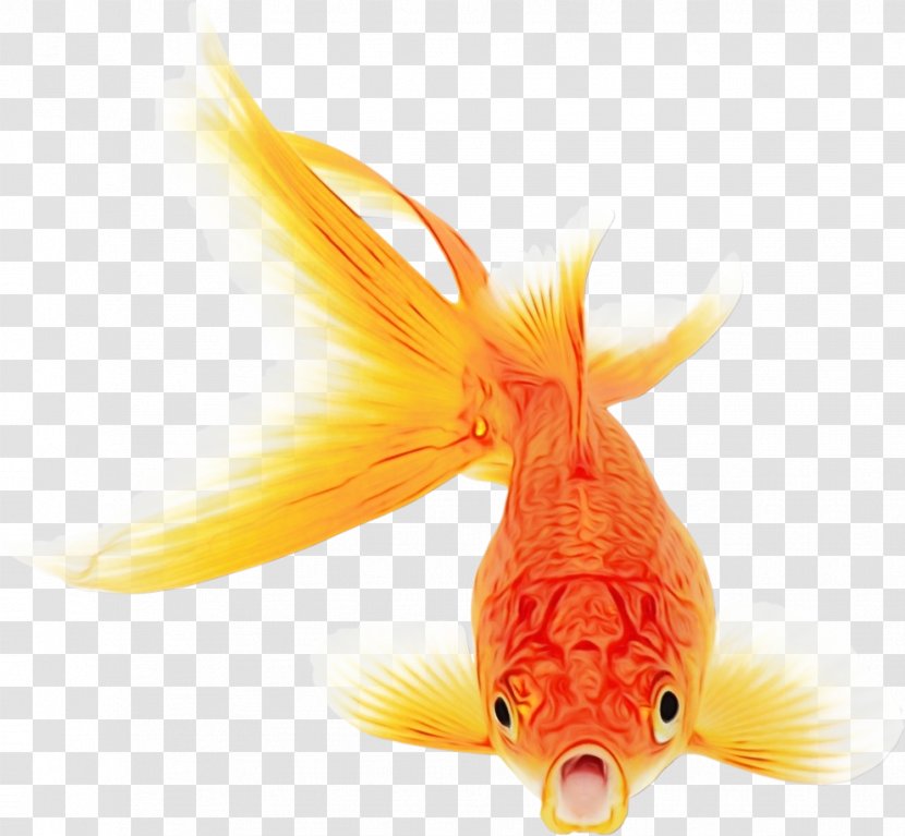 Orange - Fin - Rayfinned Fish Bonyfish Transparent PNG