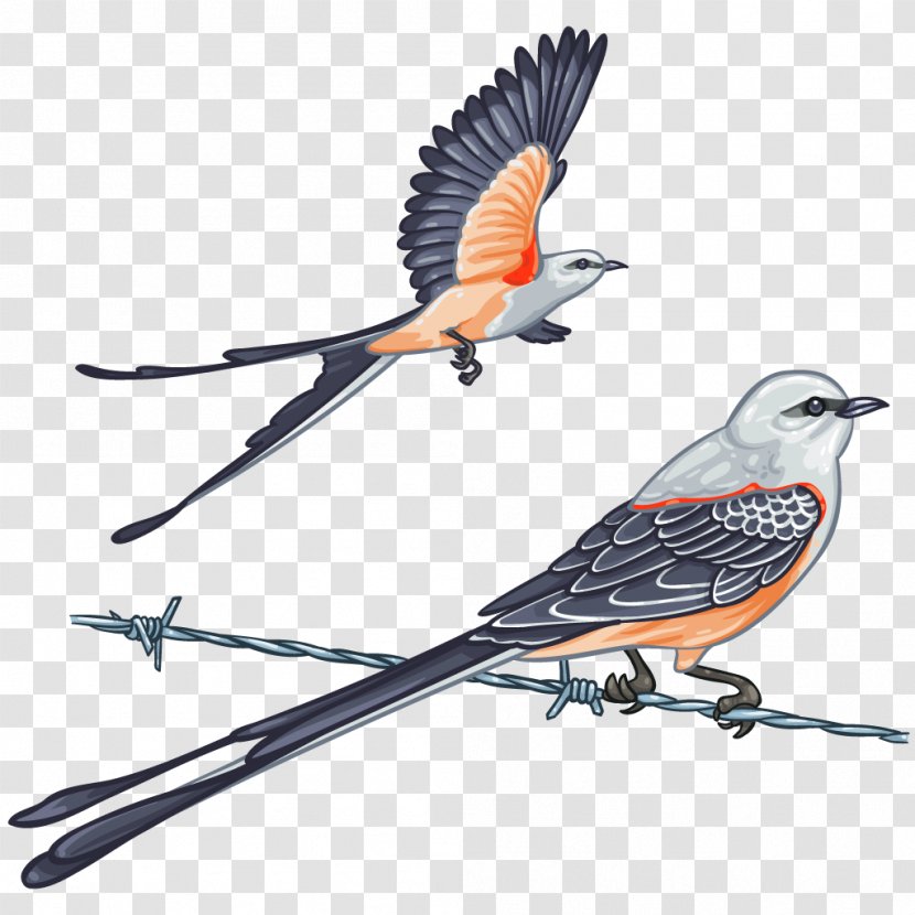 Bird Passerine Scissor-tailed Flycatcher Oklahoma Scissors - Scissor Transparent PNG