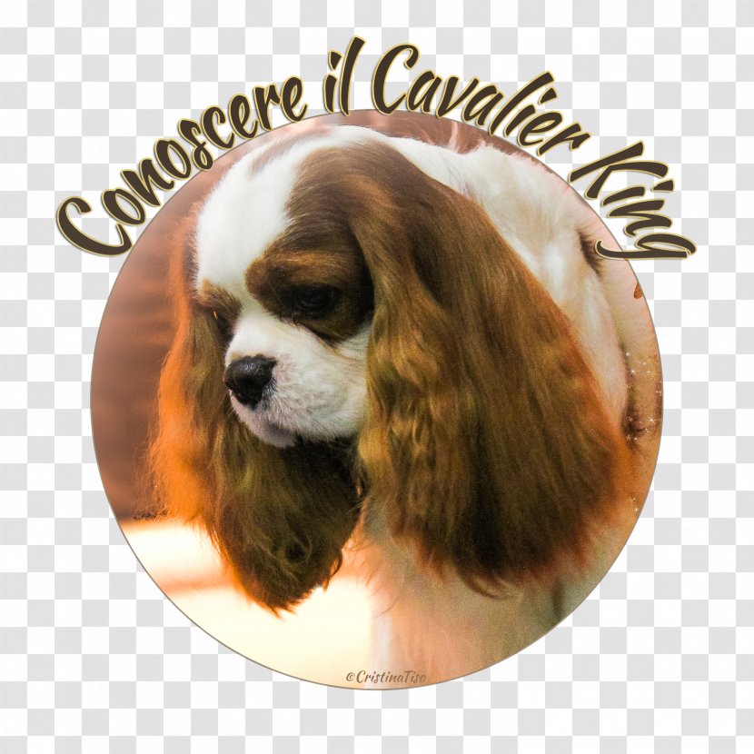 Cavalier King Charles Spaniel Poodle Puppy Disease Transparent PNG