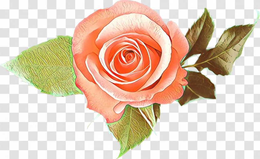 Garden Roses - Cut Flowers - Plant Hybrid Tea Rose Transparent PNG