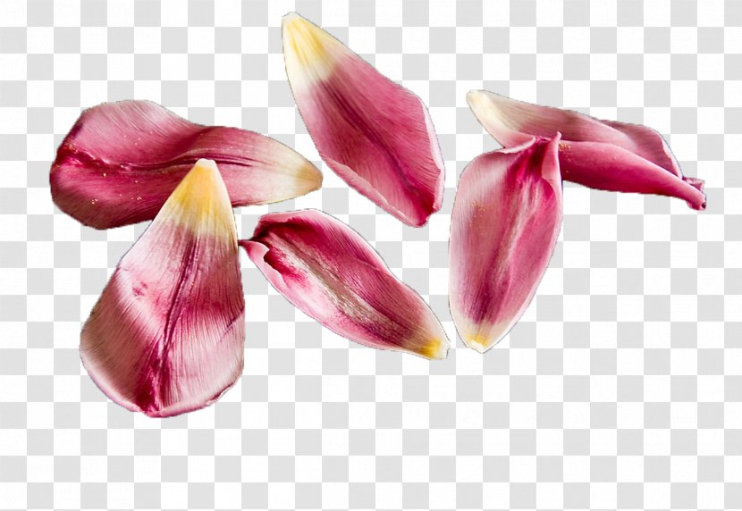 Petal Flower Tulip Clip Art - Pink Transparent PNG