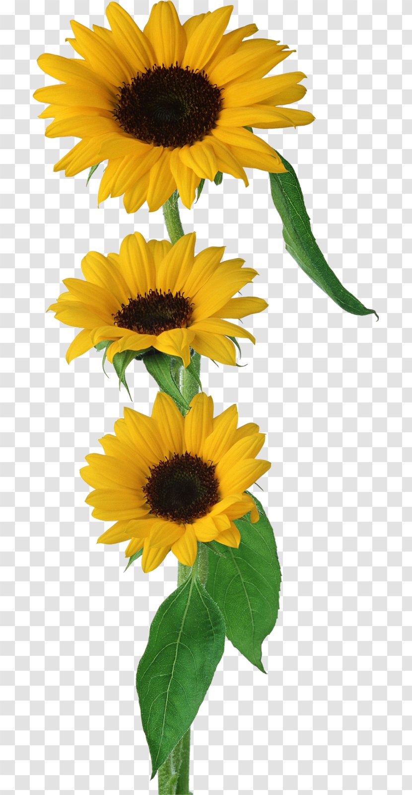 Flower Bouquet Brush Gift - Sunflower Transparent PNG