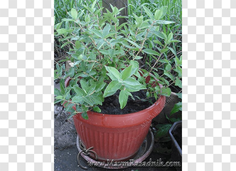 Shrub Kamchatka Honeysuckle Plant Nursery Chokeberry - Houseplant - Lonicera Involucrata Transparent PNG