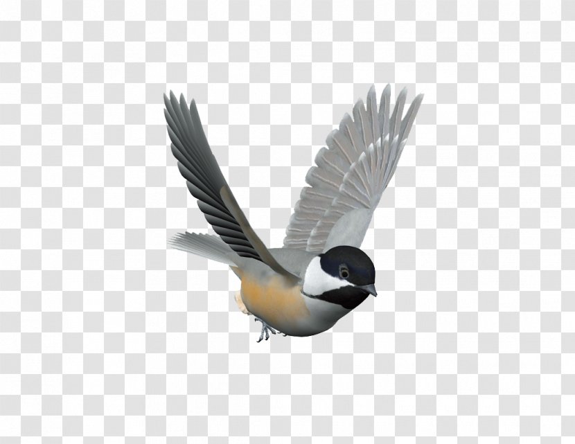 Bird Control Spike Columbidae Domestic Pigeon Kuruca - Stainless Steel - Flying Transparent PNG